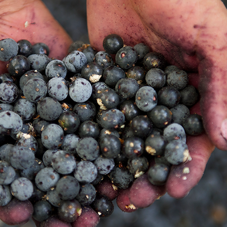 There is more to Acai than just Acai bowls...